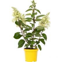 Plant In A Box - Hortensia - Hydrangea paniculata 'Candlelight' - Hauteur 25-40cm - 19cm
