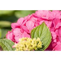 Hydrangea mac. 'Bouquet Rose' c 60- 80