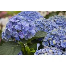 Hydrangea mac. 'Hovaria Hopcorn' c 30- 40