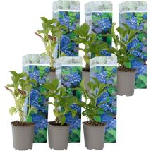 Plant In A Box - Hortensia - Set de 6 - Hydrangea macrophylla 'Early Blue' - H25-40cm - 9cm