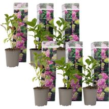 Plant In A Box - Hortensia - Set de 6 - Hydrangea macrophylla 'Early Pink' - H25-40cm - 9cm