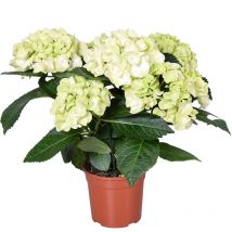 Hydrangea macrophylla 'Schneeball' - Bauernhortensie - Strauch - Winterhart - 14 cm - 30-40 cm