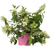 Hortensia - Hydrangea paniculata 'Confetti' - Hauteur 25-40cm - 19cm