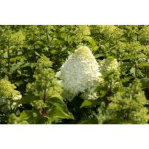 Hydrangea paniculata 'Grandiflora' c 40- 60