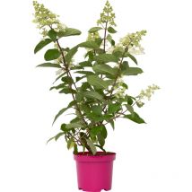 Plant In A Box - Hortensia - Set de 4 - Hydrangea paniculata 'Pinky Winky' - H25-40cm - 19cm