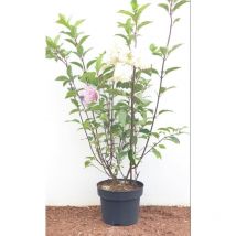 Hydrangea paniculata 'Vanille-Fraise' -r- c 40- 60