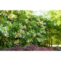 Pflanzen-für-dich.de - Hydrangea petiolaris c 15 100- 125