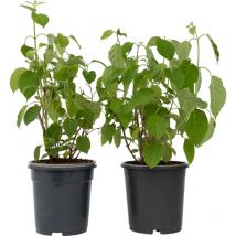 Plant In A Box - Hortensia - Set de 2 - Hydrangea 'Pink Annabelle' - Hauteur 40-50cm - 19cm