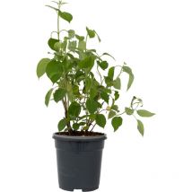 Plant In A Box - Hortensia - Hydrangea arborescens 'Pink Annabelle' - Hauteur 40-50cm - 19cm