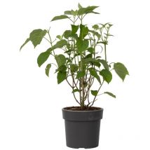 Hortensia - Hydrangea 'Strong Annabelle' - Hauteur 30-40cm - 19cm