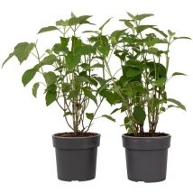 Plant In A Box - Hortensia - Set de 2 - Hydrangea 'Strong Annabelle' - Hauteur 30-40cm - 19cm