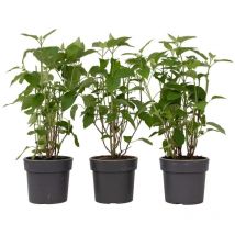 Plant In A Box - Hortensia - Set de 3 - Hydrangea 'Strong Annabelle' - Hauteur 30-40cm - 19cm