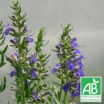 Plantes Avenue - Hysope officinalis naine BIO/Lot de 9 godets