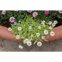 Iberis sempervirens 'Fischbeck' p 0,5