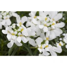 Iberis sempervirens 'Snowflake' p 0,5