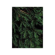 If commun – Plante verte – Hauteur : 1000 cm, Exposition : soleil, mi-ombre – LE JARDIN DU PIC VERT