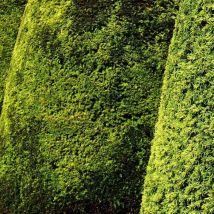 If fastigié doré/Pot de 3L