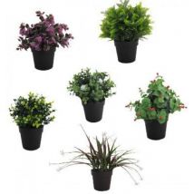 Immergrüne Sämlinge mit Blättern