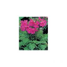 Incarvillea delavayi - bulbes