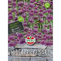 Sperli Indianernesseln violett - Blumensamen