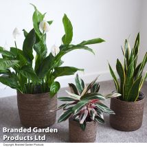 Thompson&morgan - Indoor Planter Basket Natural Chia Seagrass Set of Three 25cm, 22cm & 17cm Diameter