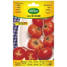 Informazioni sui semi di pomodoro appesi Mallorquin 000714bolsh Agreen