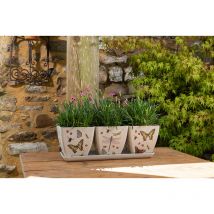 Iona Buchanan Insects Eco Pots Set of 3 with Tray