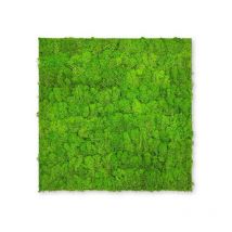 Jangal - Modular Wall Akustik 3d Paneele 520 X 520 Mm Bright Green Moos Moos Pflanzenwand Paneele Echtmoos