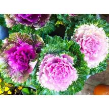 Japanischer Zierkohl Samen 100 – Essbare Kale Blumen, Bunte Blüte Für Blumenbeete