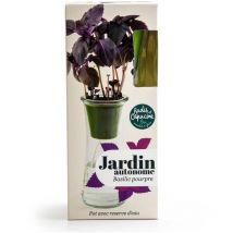 Jardin autonome - Basilic Pourpre bio