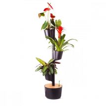 Citysens - Jardin d'intérieur avec 3 plantes décoratives et arrosage auto noir Noir Asymétrique