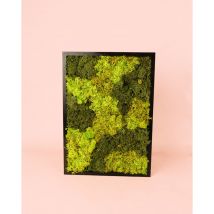 Jardín Vertical Cuadrado Musgo Natural Preservado Pur Plant