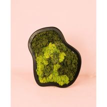 Pur Plant - Jardín Vertical Interior Nube Musgo Preservado