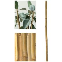 JARDIN202 - Tutores de Bambú Ecológicos para Jardín - Estaca Natural: 60-210cm, Packs de 12-36 Unidades 105cm (Alto) ø 10-12 mm (Pack 12 uds)