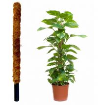 JARDINLIFE Tutor fibra di cocco naturale per piante rampicanti e rampicanti, guida alle radici (60 cm)