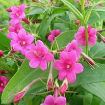 Jasmin beesianum/Godet
