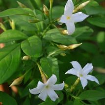 Jasmin Blanc (Jasminum Officinalis)