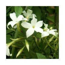 Javoy Plantes - Jasmin blanc officinal jasminum officinalis 3L - 90/120cm