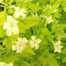 Jasmin blanc Aureum/Pot de 1,5L