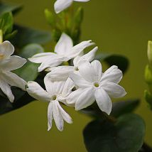 Jasmin d'Arabie Sambac/Pot de 3L
