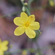 Jasmin d'Hiver (Jasminum Nudiflorum)