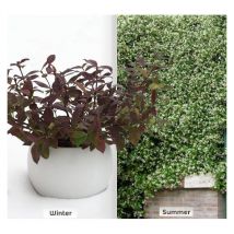 Jasmin étoilé Winter Ruby 'Trared'/Pot de 2L