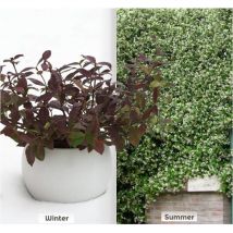 Jasmin étoilé Winter Ruby 'Trared'/Pot de 1,5L