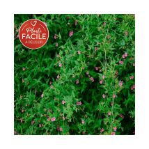 Jasmin rose 'Beesianum' - jasminum 3L - 90/120cm