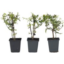 Jasmin étoilé - Set de 3 - Jasminum 'Summer Scent' - Hauteur 25-40cm - 9cm