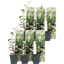 Plant In A Box - Jasmin étoilé - Set de 6 - Trachelospermum jasminoides - Hauteur 25-40cm - 9cm