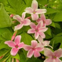 Jasmin Stephanense/Godet