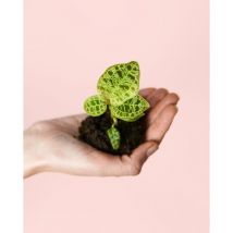 Pur Plant - Jewel Orchid Macodes Petola Mini Planta Natural