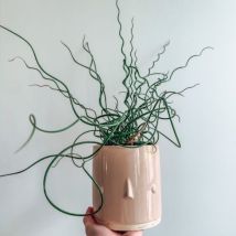 2 Joncs 'Spiralé' (Juncus Effusus Spiralis)