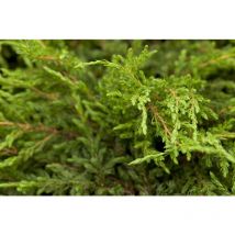 Juniperus communis 'Repanda' 30- 40